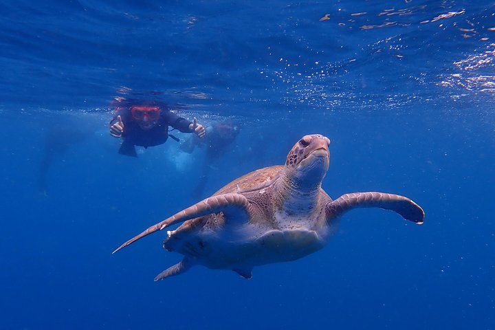 Whale Watching experience