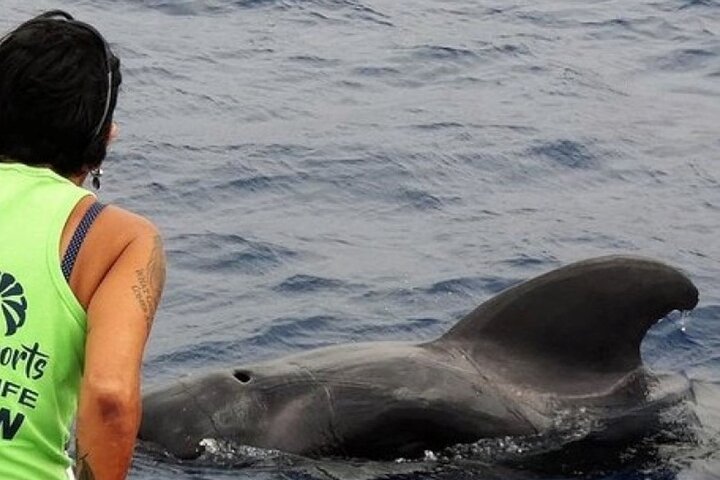 Whale Watching experience