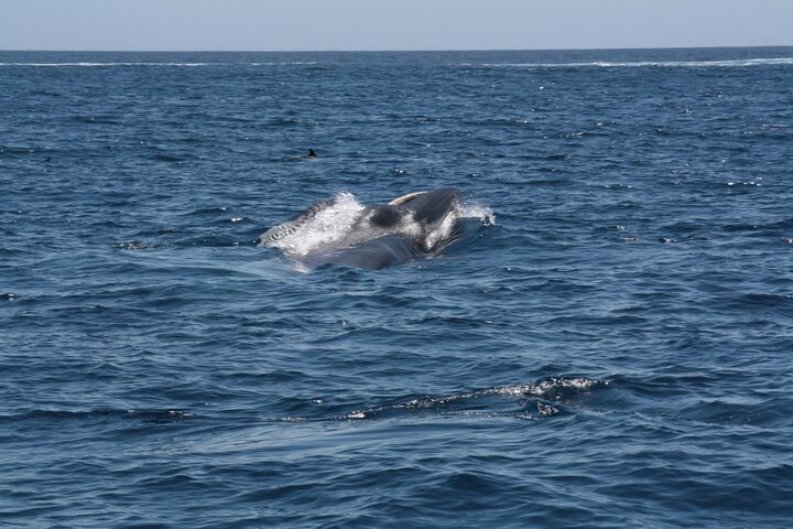 Whale Watching experience