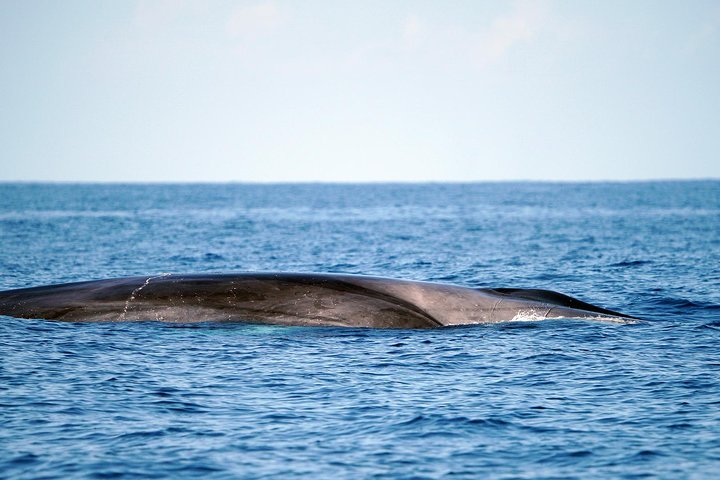 Whale Watching experience