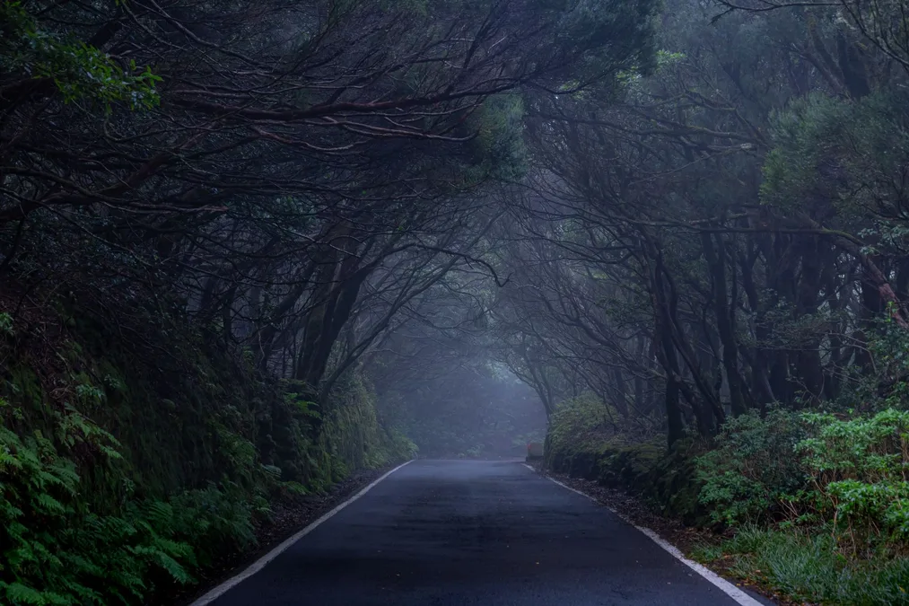 Anaga mountains Tenerife laurel forest misty hiking trail Canary Islands