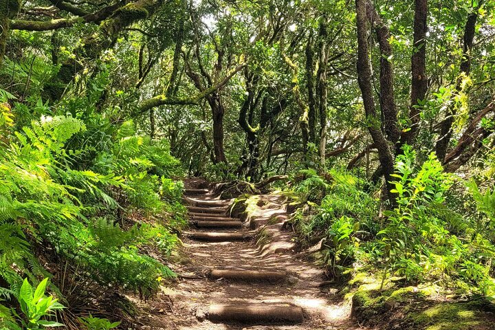 Tenerife Anaga Mountains circular hike in the Laurel Forest max 12 Pers.