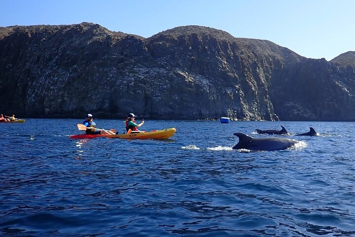 Tenerife Kayak and Snorkel Adventure – Marine Wildlife Route